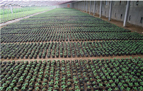 植物生長狀態(tài)觀測